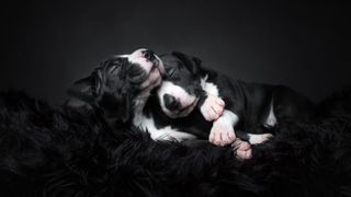 Dog Photography Awards 2023