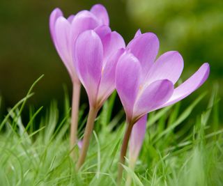 Autumn crocus, Colchicum autumnale