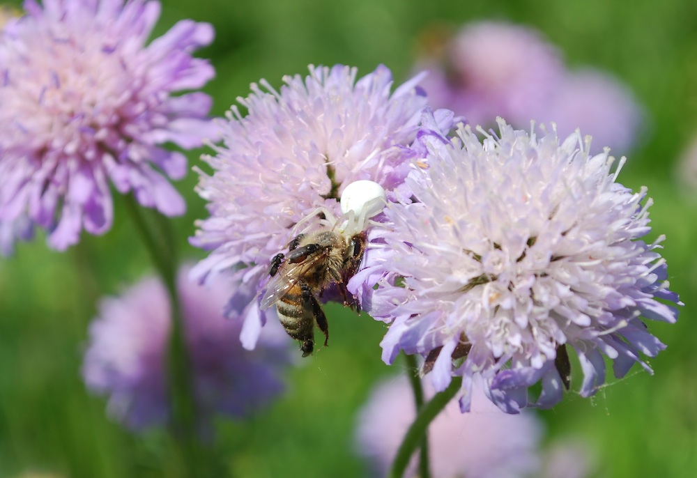 Bug on flower
