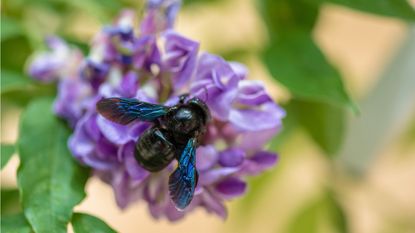 How to get rid of carpenter bees