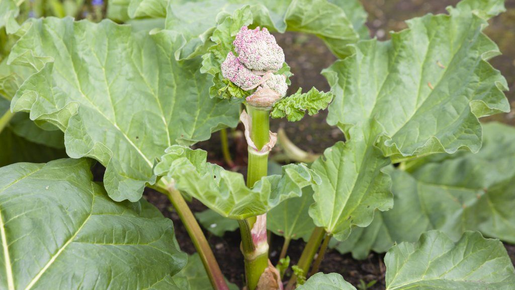 Bolting rhubarb plant