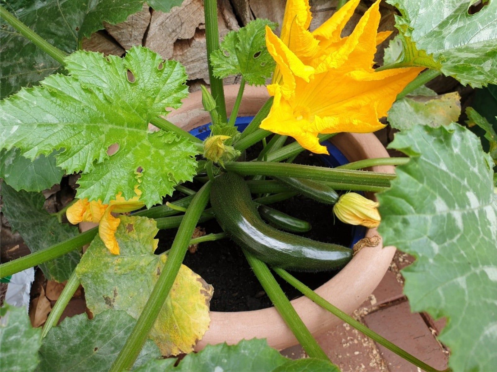 www.gardeningknowhow.com
