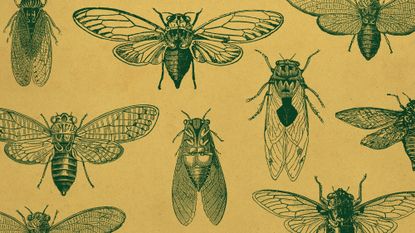 Photo collage of vintage illustrations of cicadas