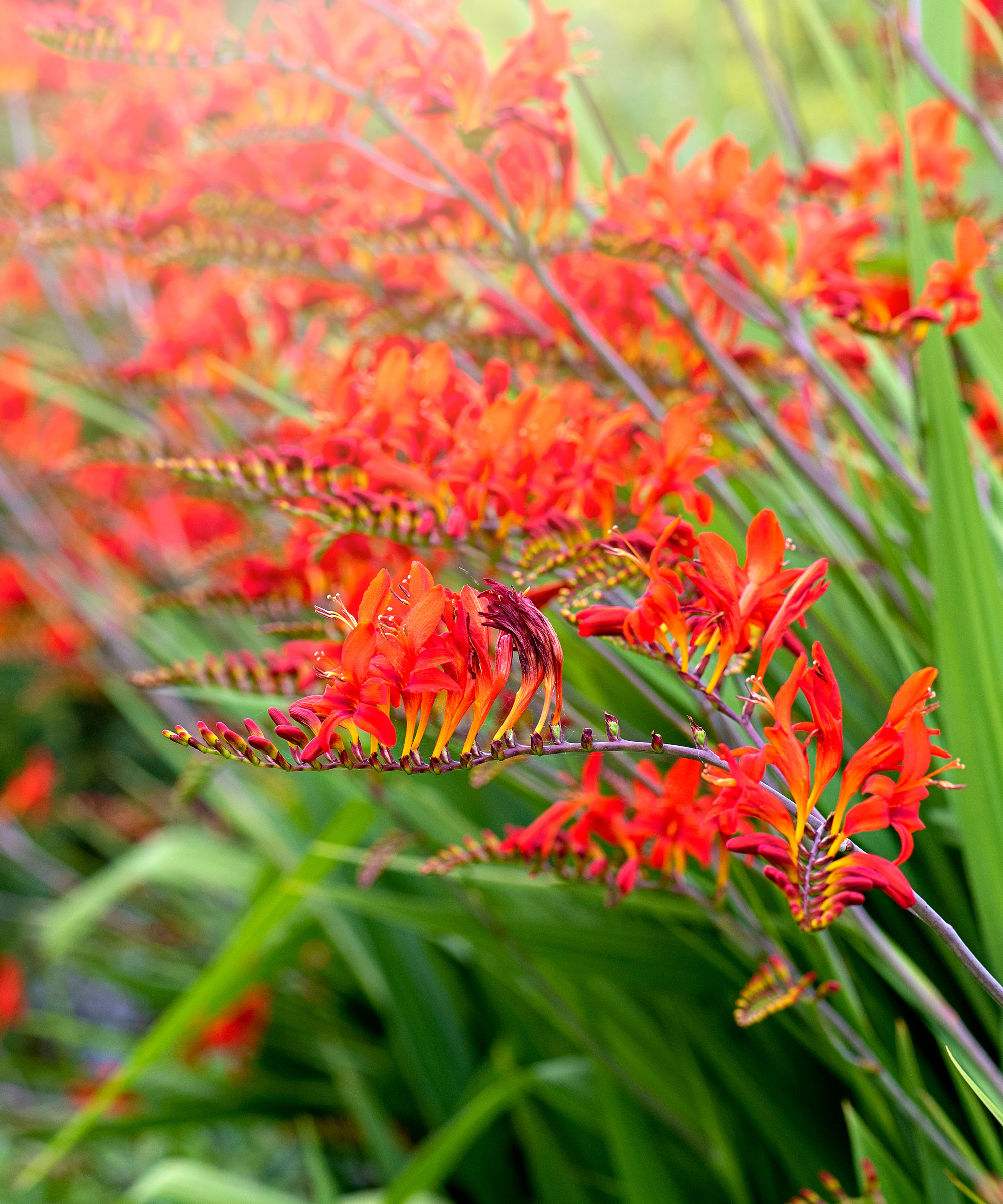 Best Crocosmia Varieties 16 Gorgeous Types Of 