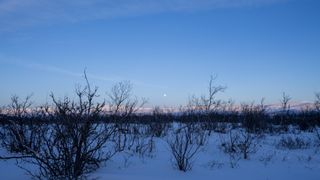 full moon Abisko National Park with small birch trees in the foreground.