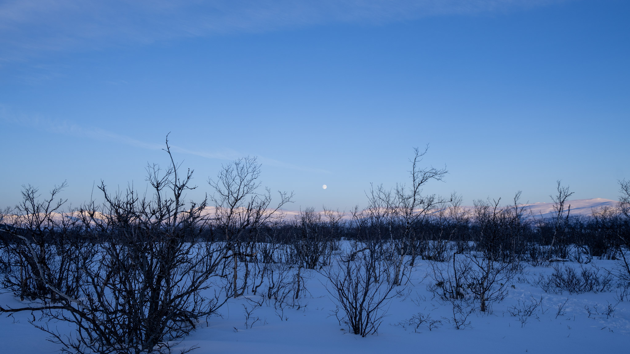 full moon Abisko National Park with small birch trees in the foreground.