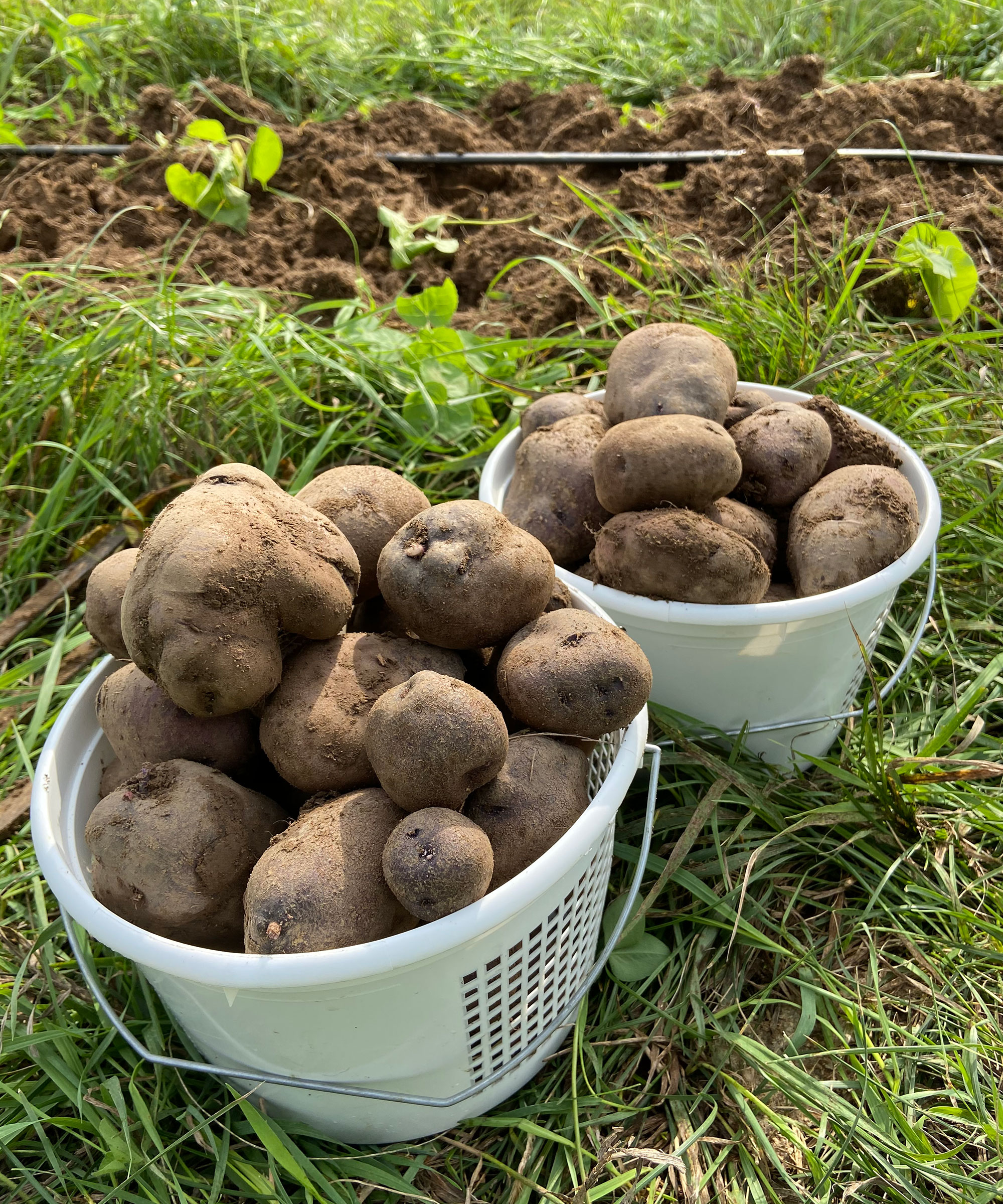 two baskets of freshly harvested potatoes