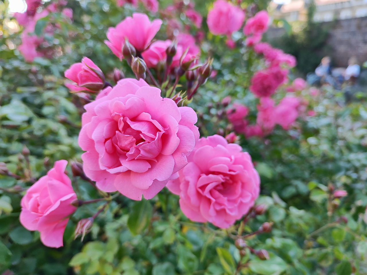Photo captured on Xiaomi 12 Lite smartphone