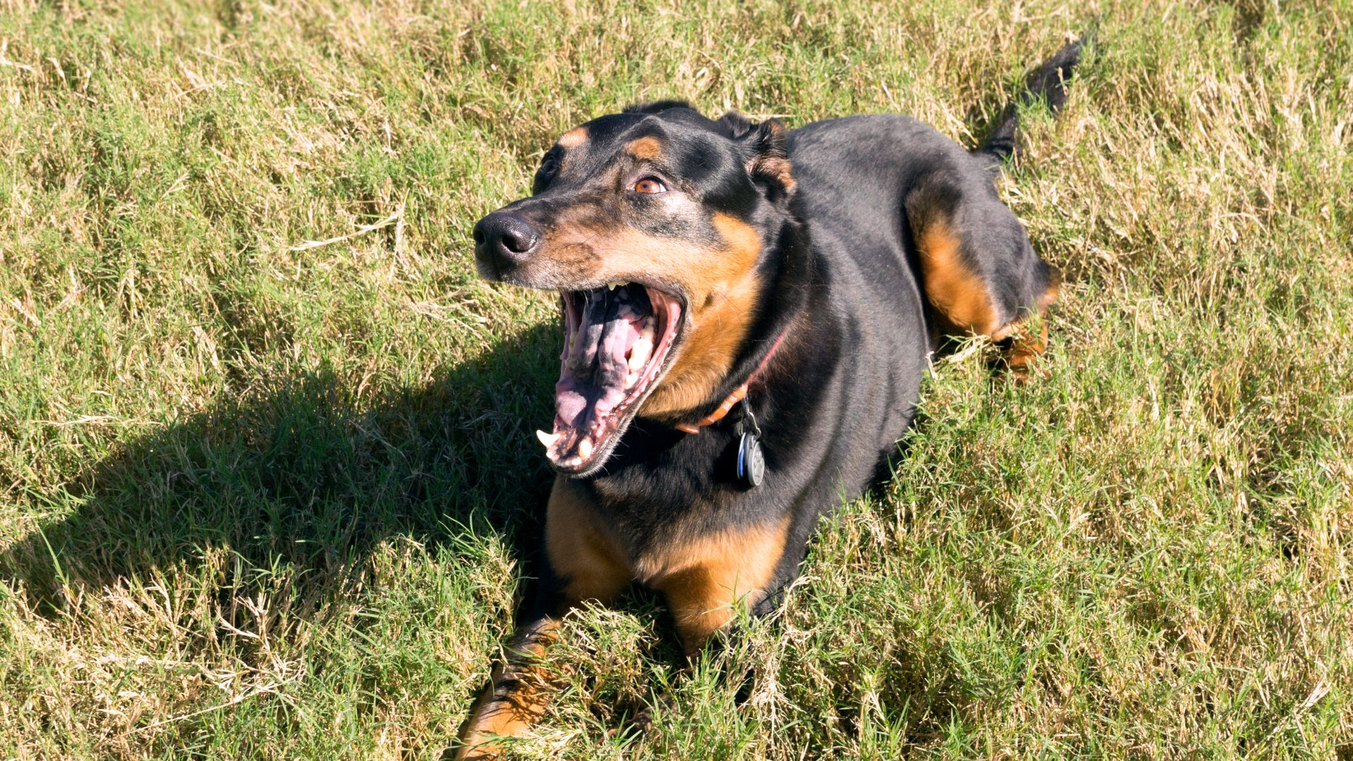 doberman pinscher lying down barking