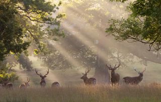 woburn park, bedfordshire