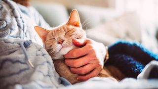 orange lap cat cuddling with owner