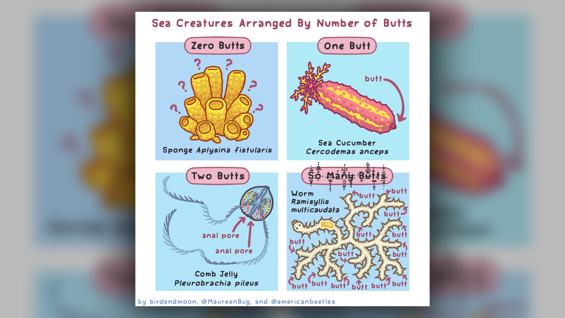 A four-panel comic describes diversity in invertebrate butts.