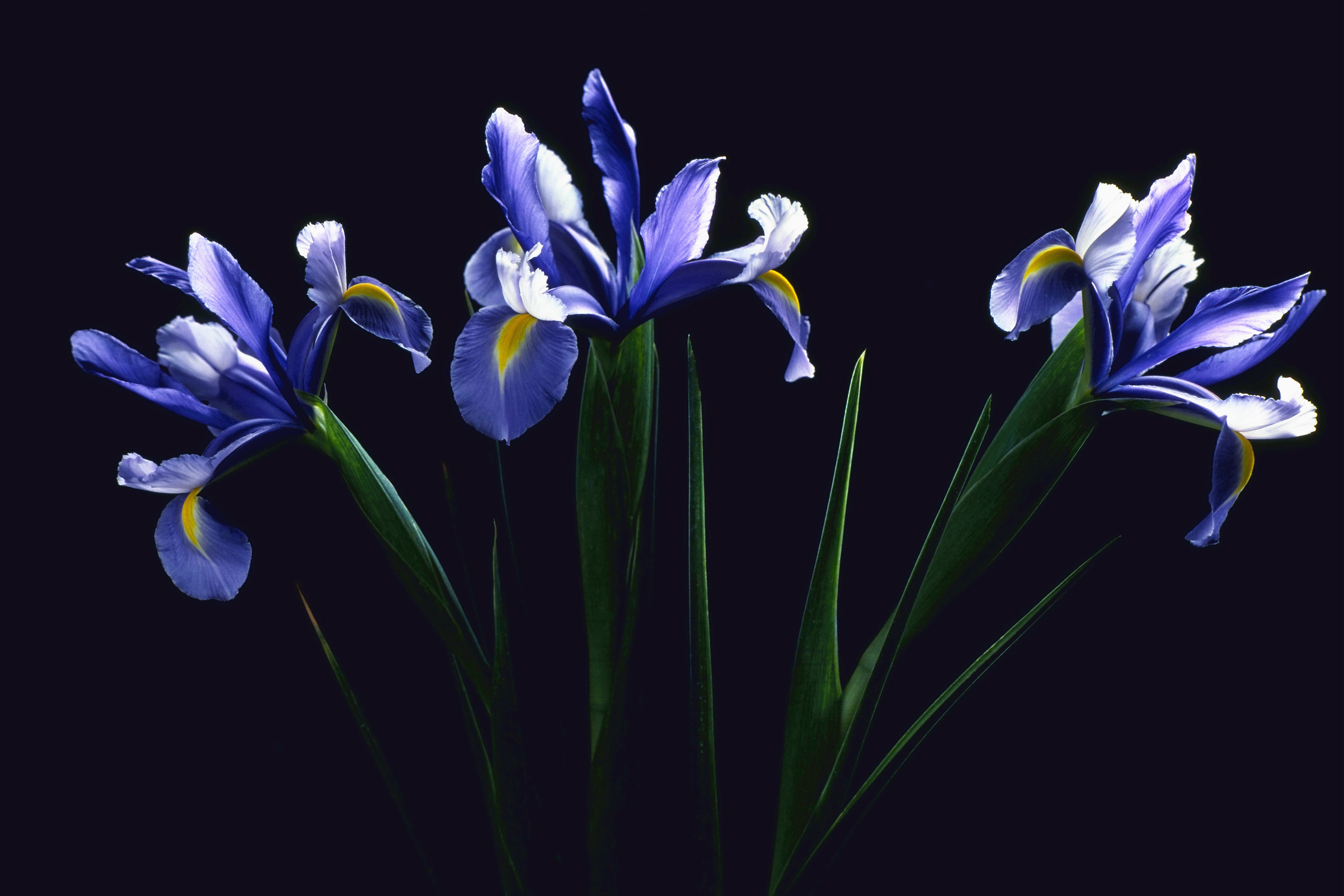 Iris flowers
