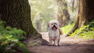 Lhasa apso going for a walk in forest