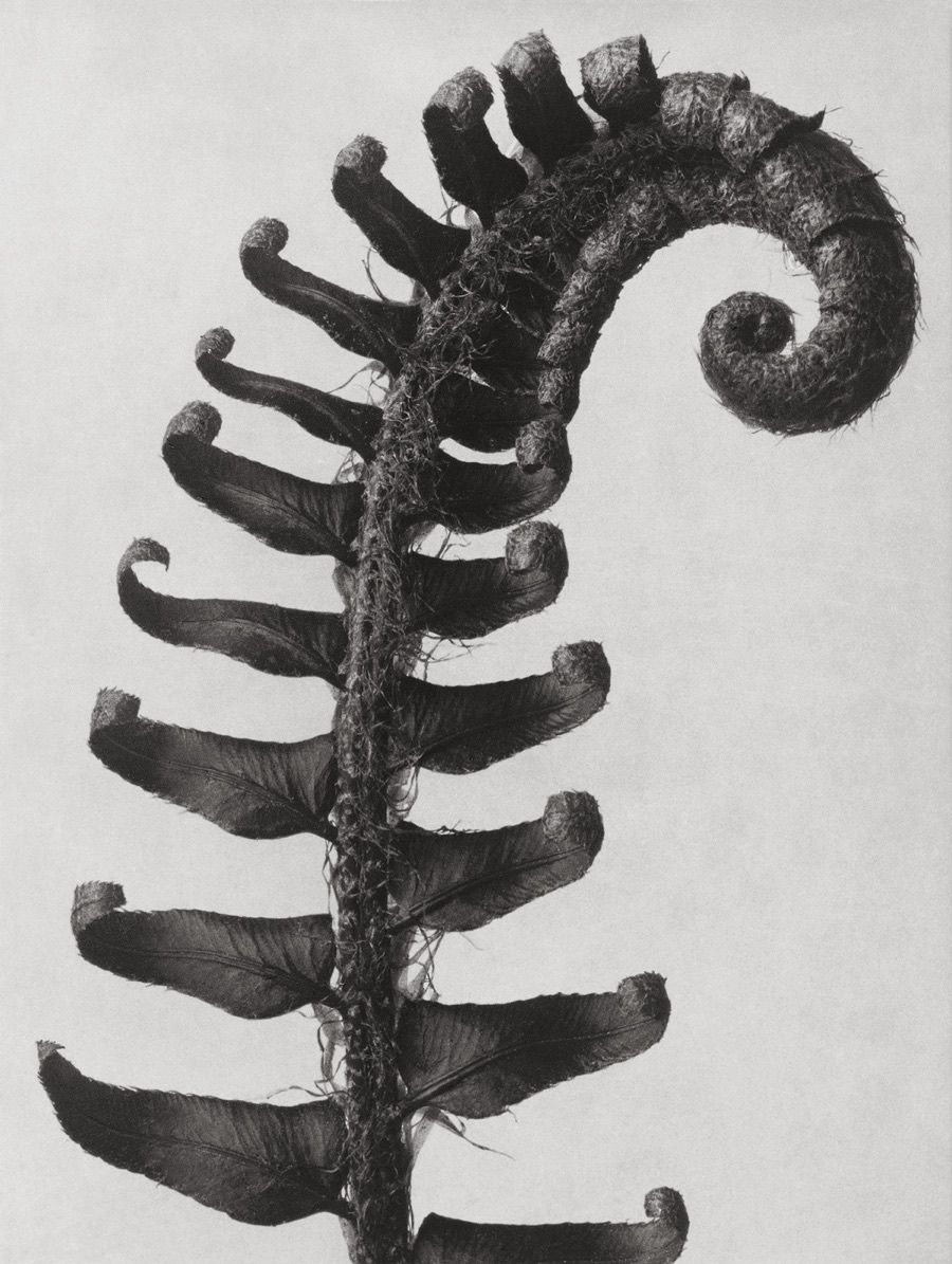 Plant Photos: Amazing Botanical Shots by Karl Blossfeldt | Live Science