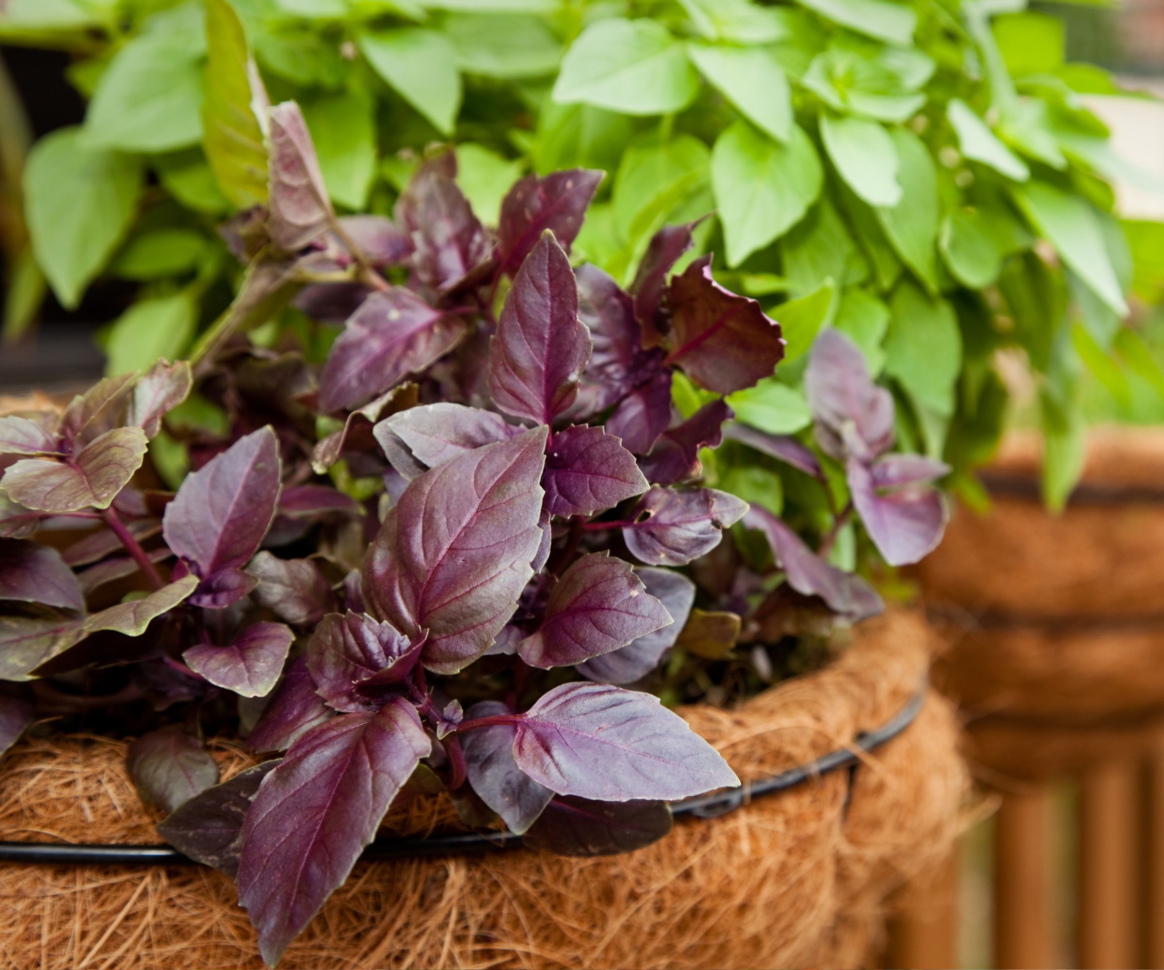 Homegrown summer hanging basket of basil herb.