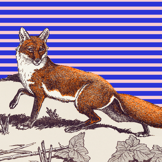 Mammal, Vertebrate, Red fox, Carnivore, Fox, Wildlife, Canidae, Tail, Whiskers, Felidae,