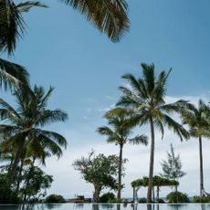 A clear blue sky with an abundance of palm trees.