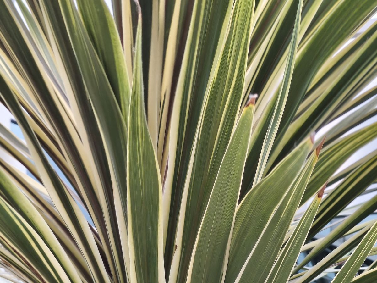 Camera sample captured on the Xiaomi 15T 12GB Rose Gold