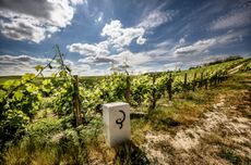 Rendez-Vous de Billecart-Salmon