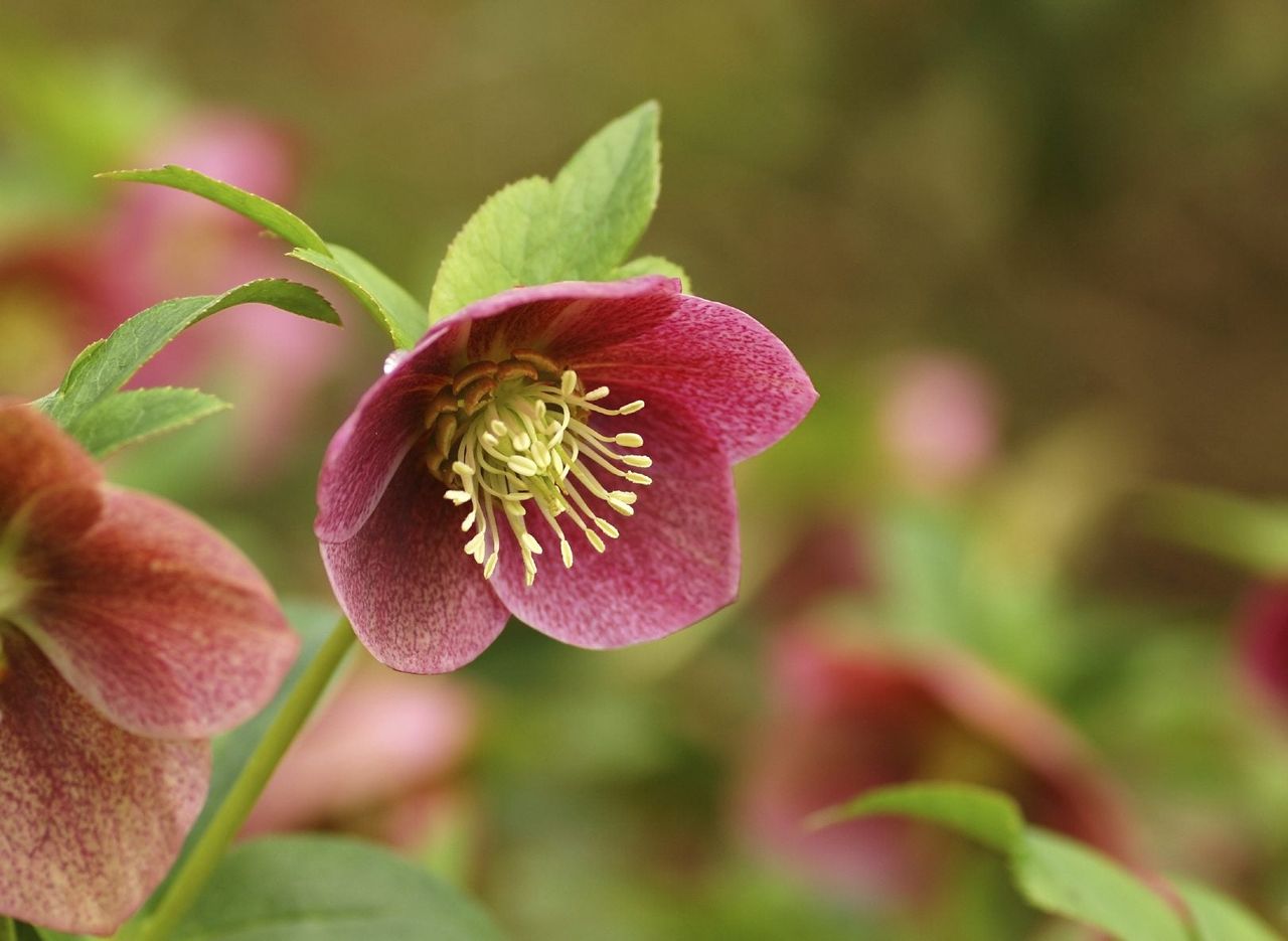 Hellebore Plant