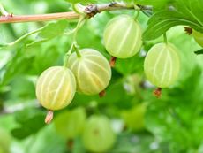 Gooseberry Bush Full Of Berries