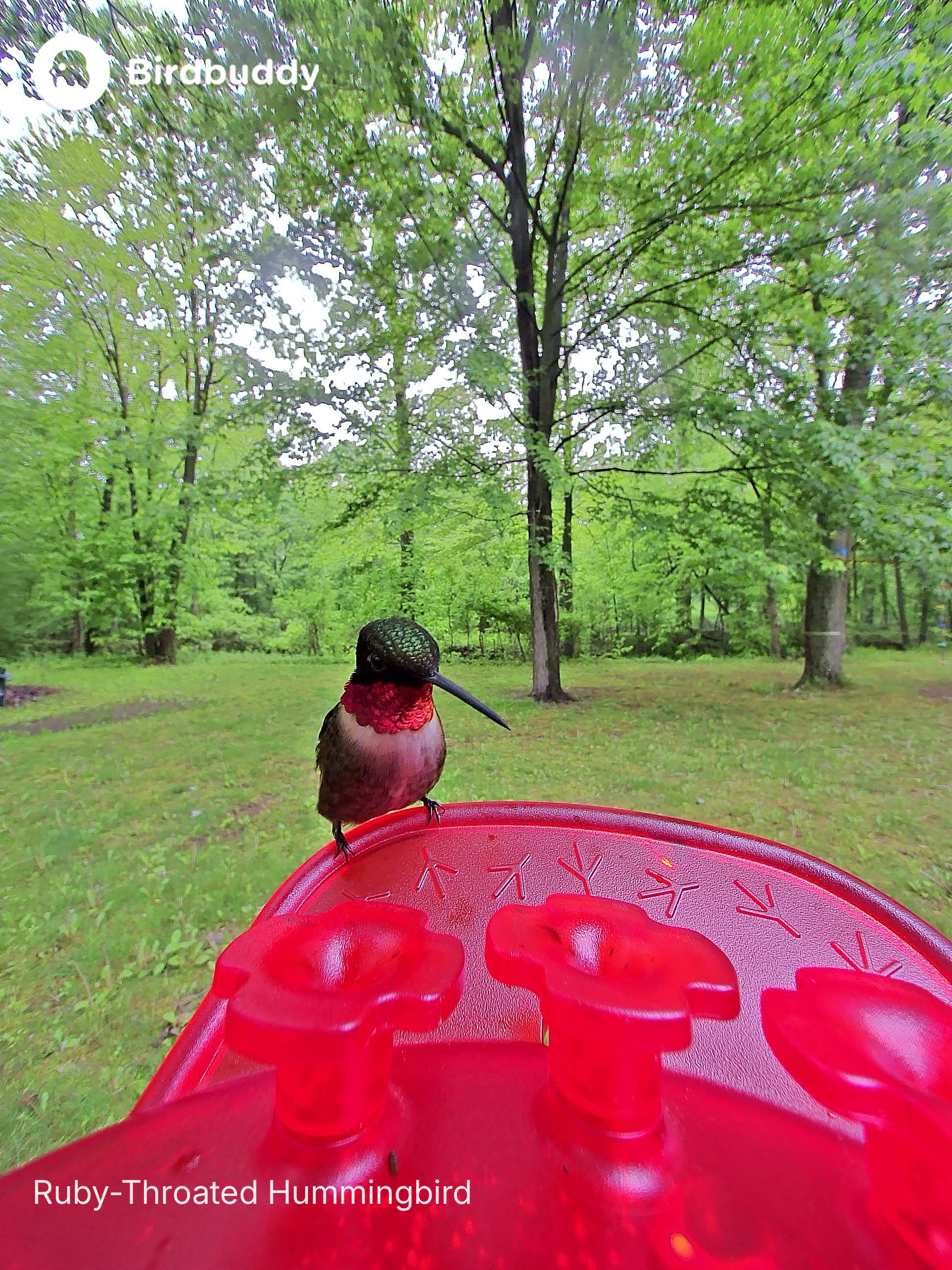 Images of a ruby-throated hummingbird captured with the Bird Buddy Solar Pro Hummingbird Feeder