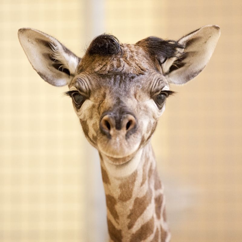 The giraffe calf born at the Nashville Zoo on June 10 smiles.