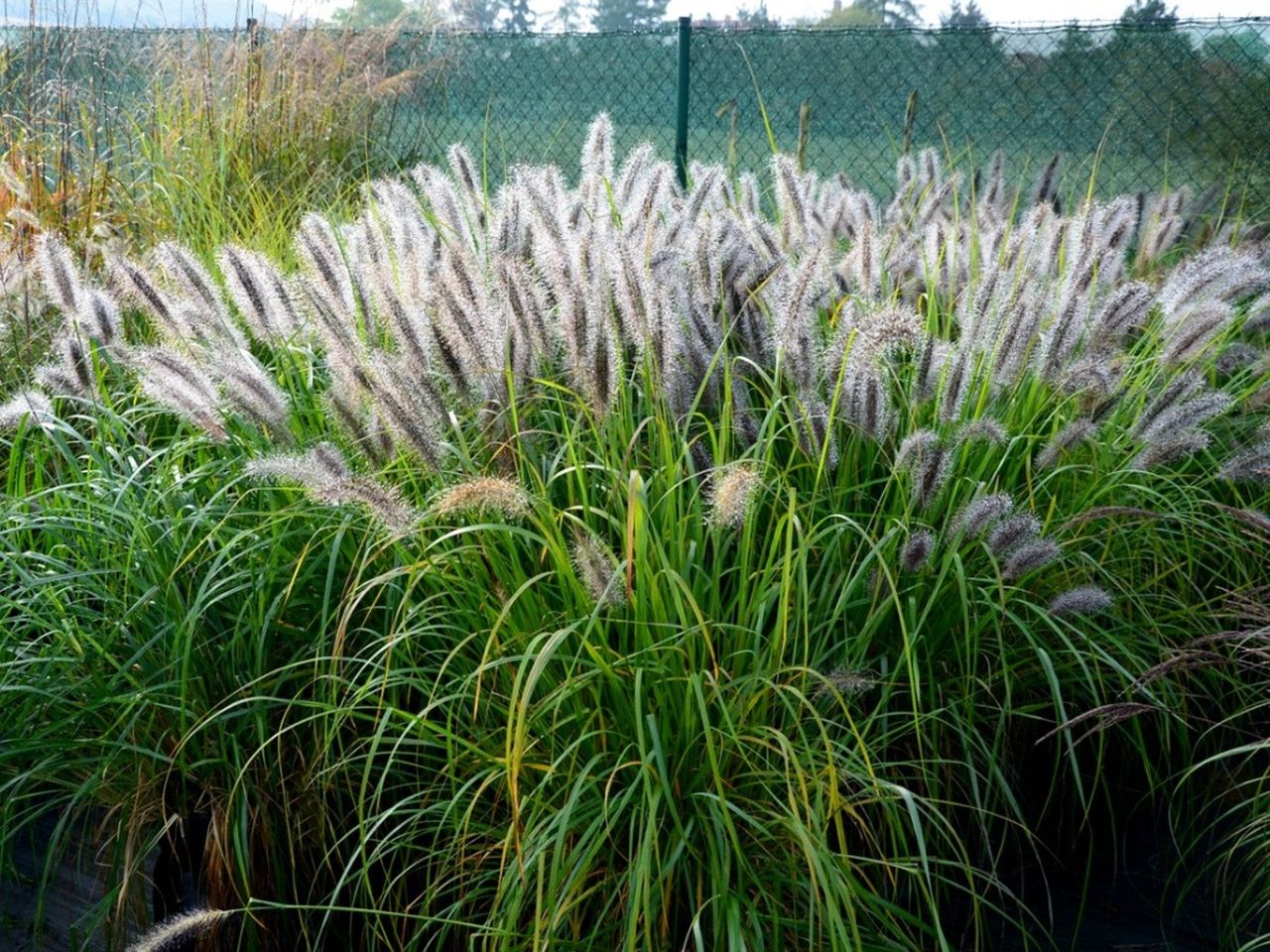 A very large clump of tufted ornamental grass