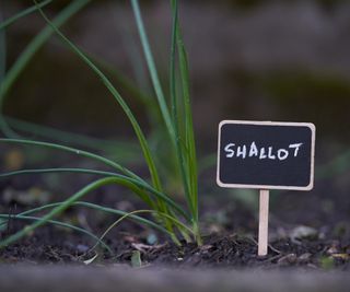 Shallots growing in a garden