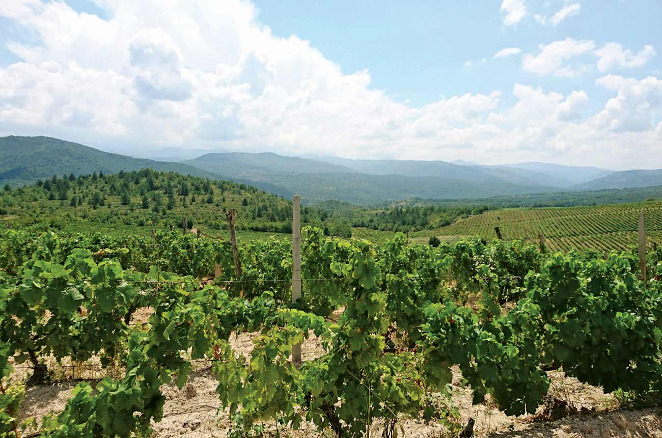 Rows of vines with hills in the background