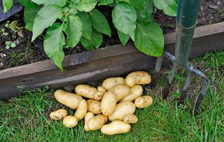 Freshly-dug shaw of Charlotte salad potatoes