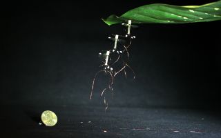 The flying RoboBee robot uses an electrode patch to stick to almost any surface, from glass to wood to leaves. It detaches when the power supply is switched off.