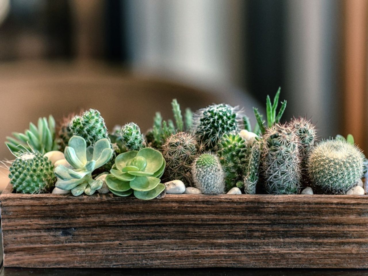 Planter Full Of Small Cacti And Succulent Plants