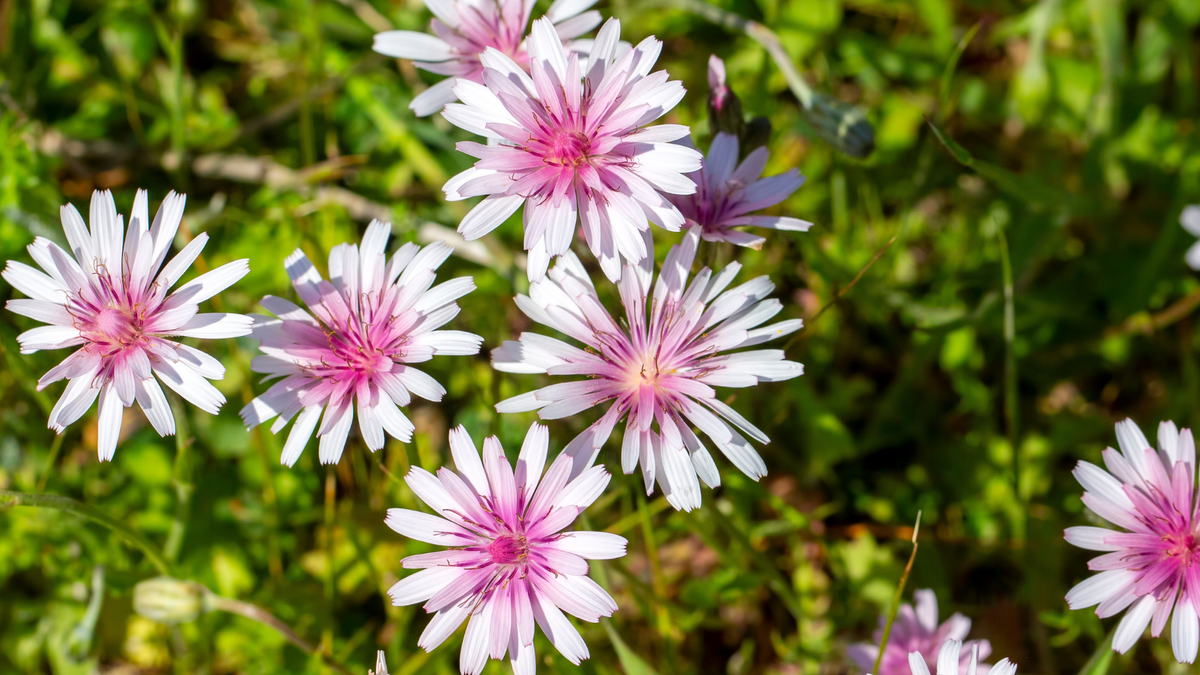 I Used to Hate Dandelions – Until I Discovered the Pretty Pink Version Designers Love