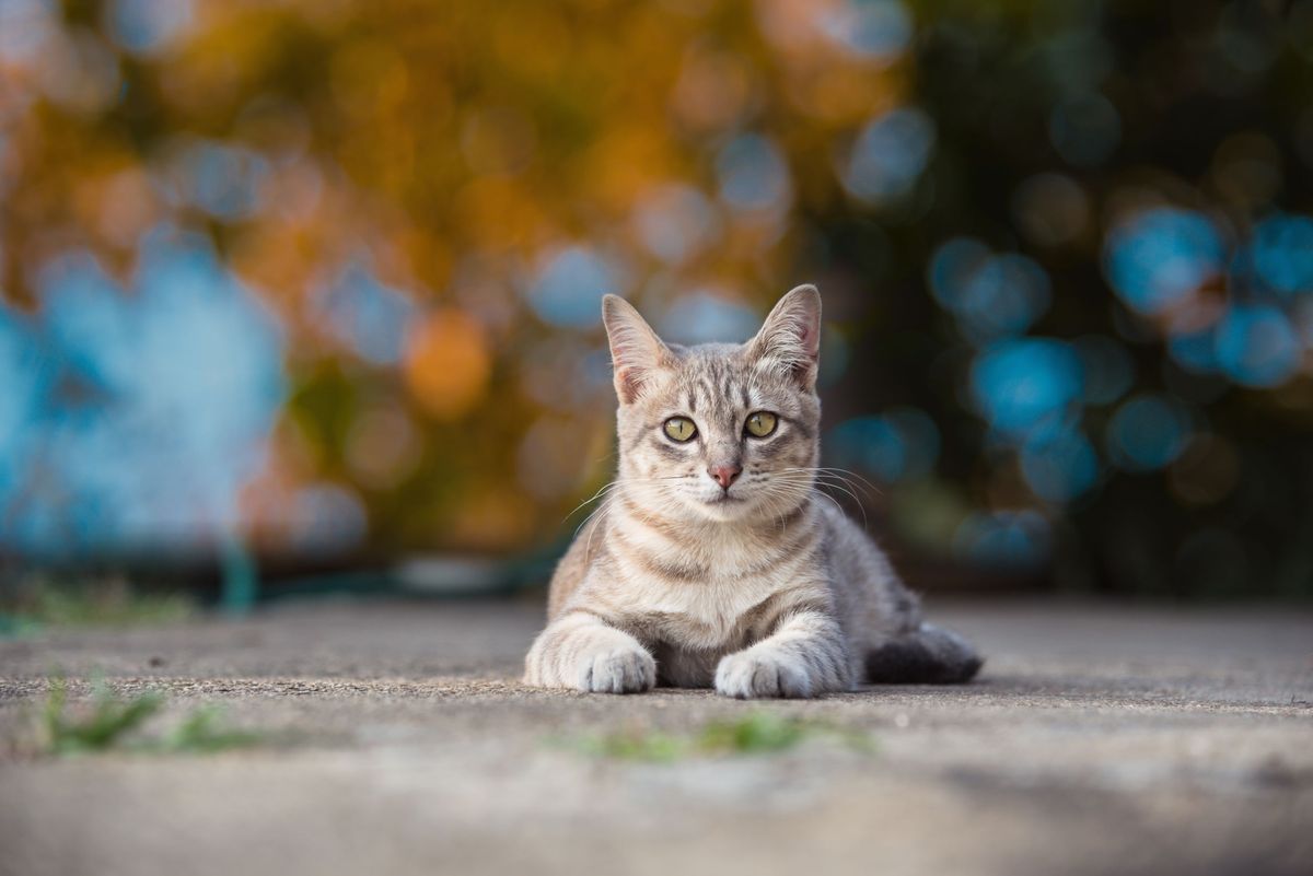 A cat lying on the ground outside.