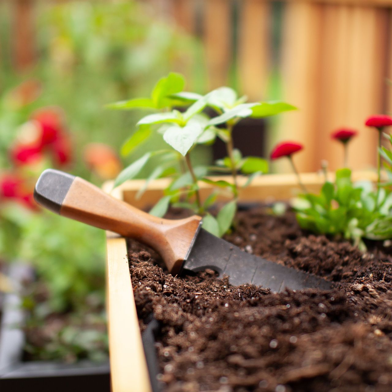 A hori-hori gardening knife resting in soil inr aised bed, with red flowers in the background