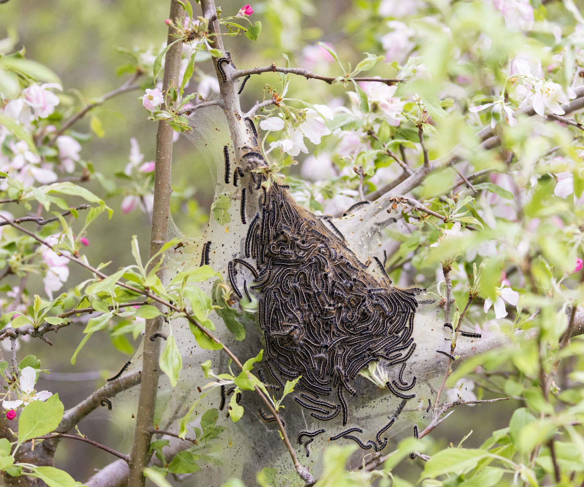 Eastern Tent Caterpillars on tree