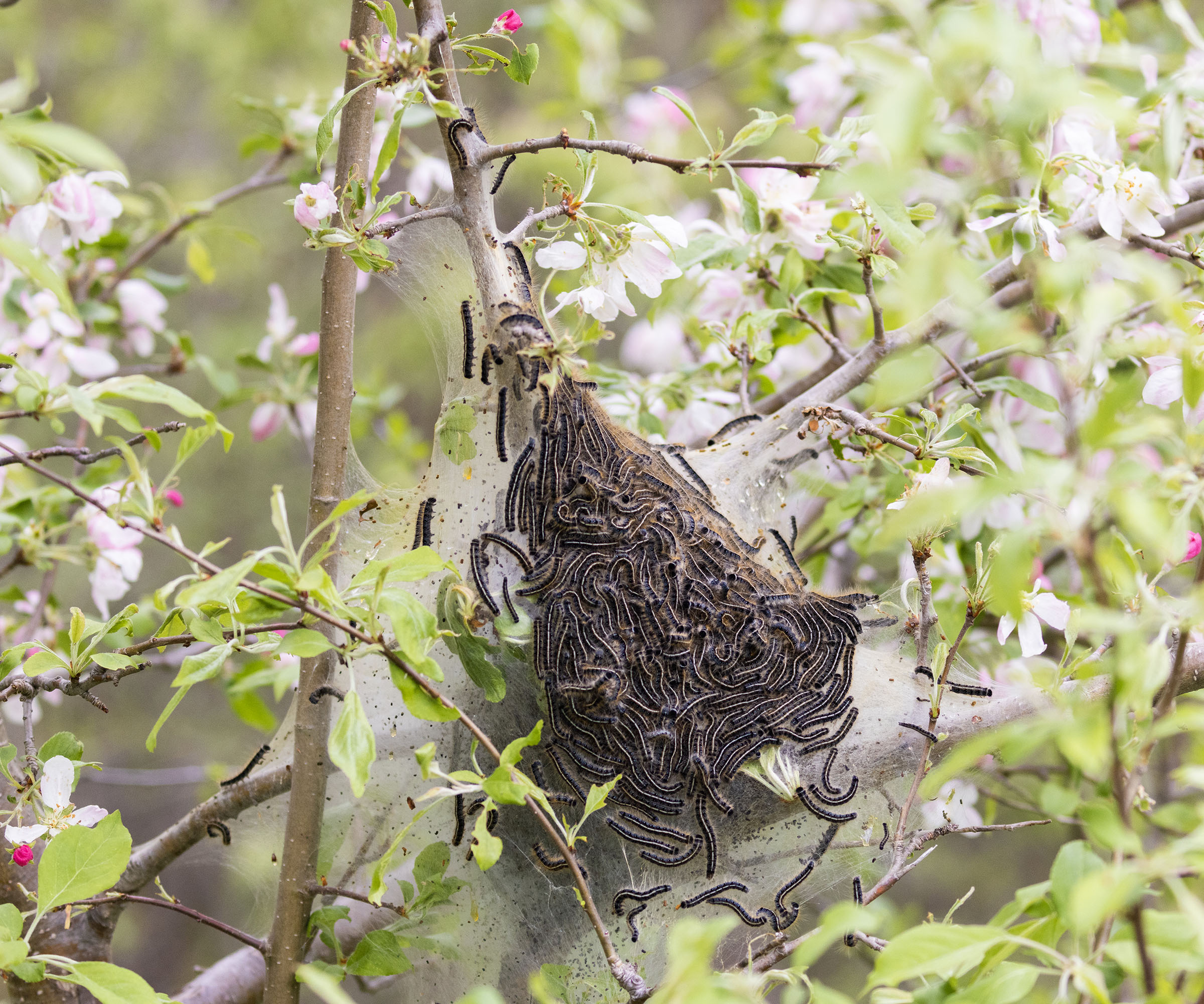 Eastern Tent Caterpillars on tree
