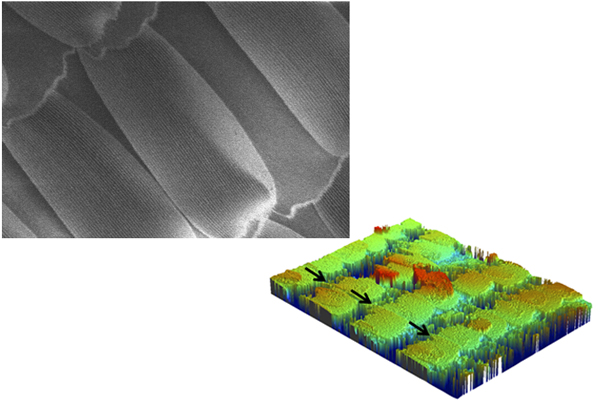 Butterfly wings are characterized by shingle-like scales (above), which keep water from pooling, and microgrooves (below) that repel water and reduce surface adhesion. These features help keep the surface free of debris and contaminants.