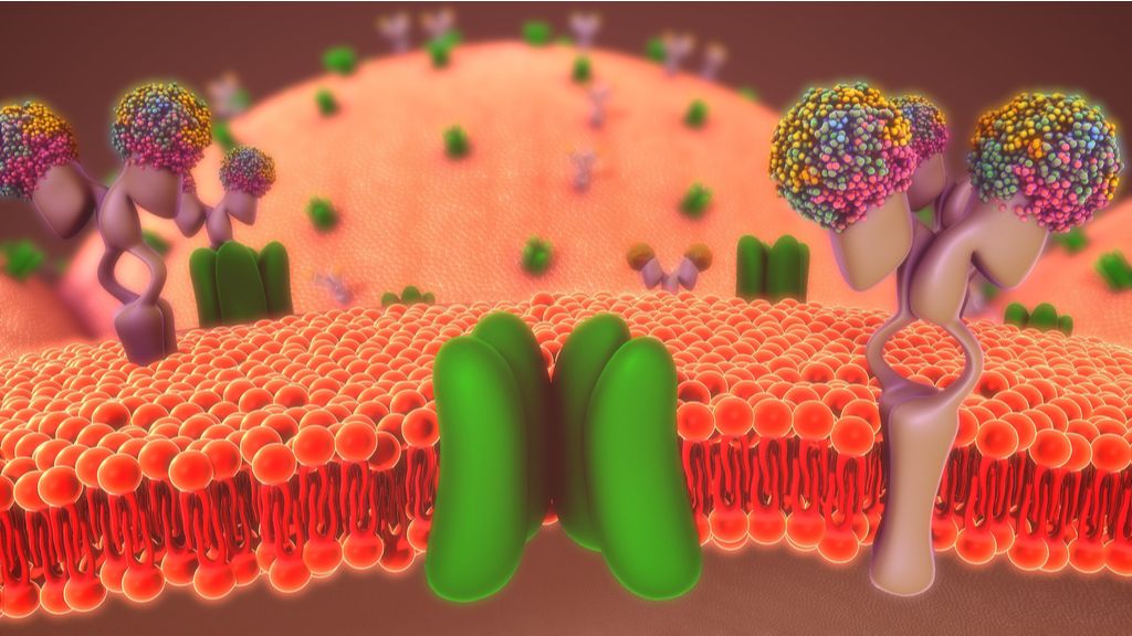 cell membrane 