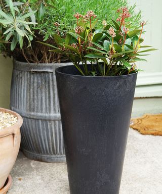 tall black planter with viburnum in porch