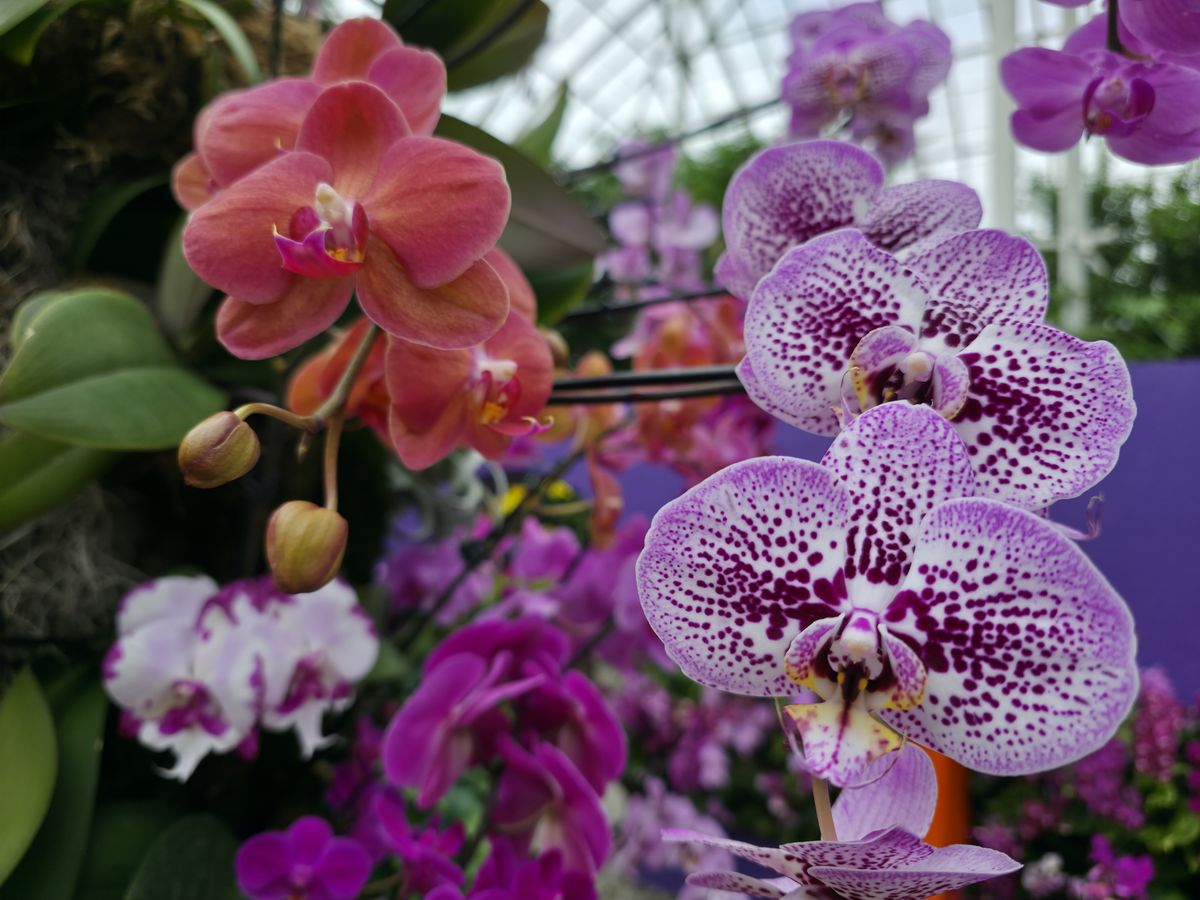 Orchids at the New York Botanical Garden, all photos taken with Samsung Galaxy S25 Ultra