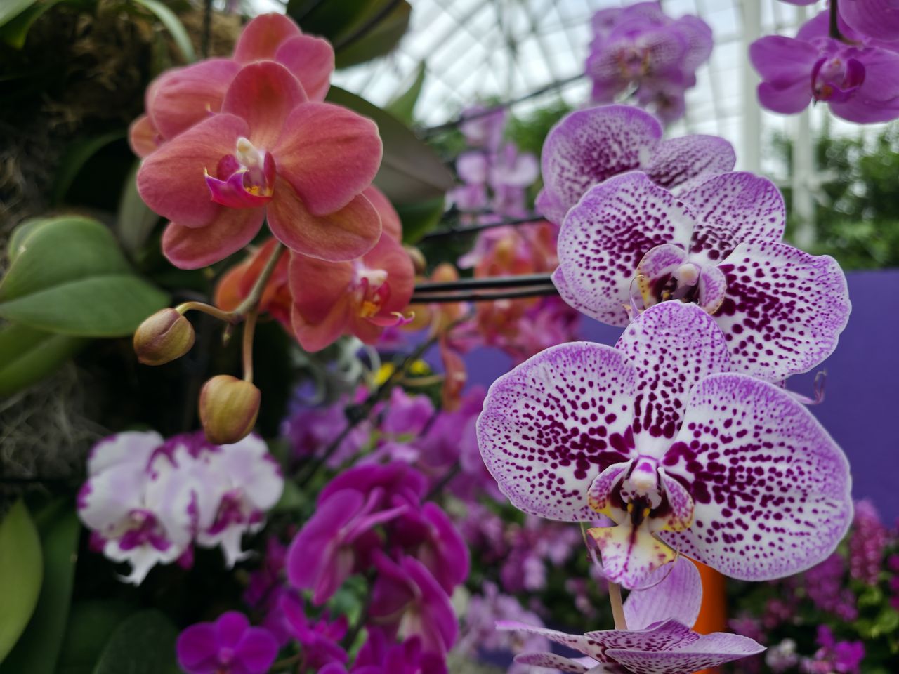 Orchids at the New York Botanical Garden, all photos taken with Samsung Galaxy S25 Ultra