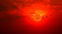 A red sunset sky with an annular solar eclipse "ring of fire" and silhouetted birds flying across in the foreground. 