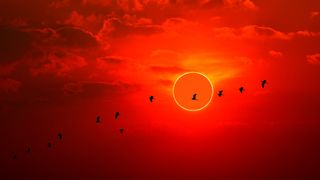 A red sunset sky with an annular solar eclipse "ring of fire" and silhouetted birds flying across in the foreground. 