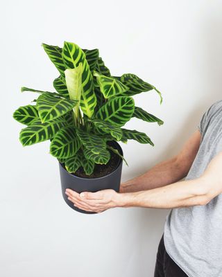 Best indoor plants: Calathea