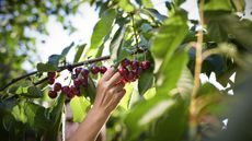 woman picking cherries in her garden 