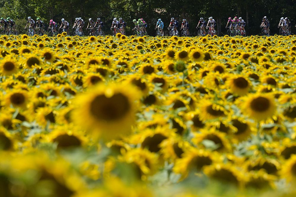 Sun flower fields