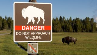 Bison in field with warning sign